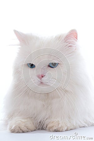 White fluffy cat Stock Photo