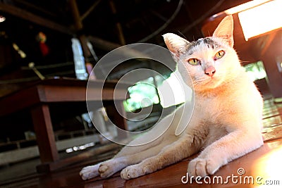 White fluffy cat with green eyes sitting on wooden floor in hut Stock Photo