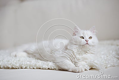 White fluffy cat lying on the white coach Stock Photo