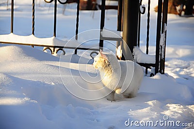 White fluffy cat in the snow Stock Photo