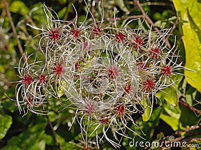 White fluffy clematis flammula seed heads Stock Photo