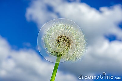 white fluffy dandelion on the background of the sky Stock Photo