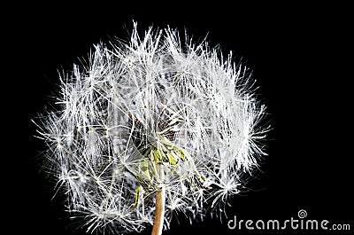 White fluffy dandelion on a black background isolated, close-up Stock Photo