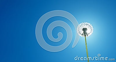 White fluffy dandelion covering sun at blue sky background. Horisontal banner. Stock Photo