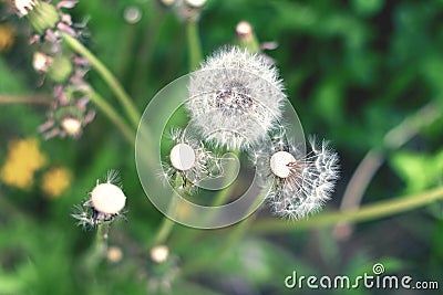 White fluffy dandelion in green grass, tinted in cool shades Stock Photo
