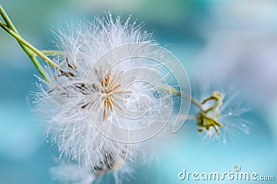 White fluffy dandelion with water drops Stock Photo
