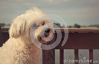 White fluffy dog looking Stock Photo