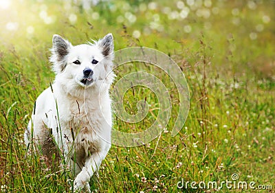 White fluffy dog runs Stock Photo