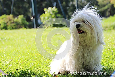 white fluffy dog sitting on a green lawn Stock Photo