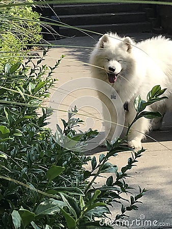 White fluffy dog Stock Photo