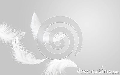 White Fluffy Feathers Floating in the Air. Swan Feathers Flying in Heavenly. Softness Gray and White Tone Stlye Stock Photo