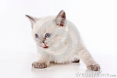 White fluffy kitten of a British cat meows and licks on white Stock Photo