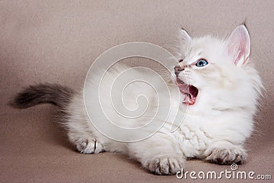 White fluffy kitten of the Siberian cat meows Stock Photo