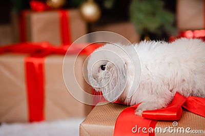 White fluffy lop-eared rabbit sits on a gift against the background of a Christmas tree, gifts and bokeh Stock Photo