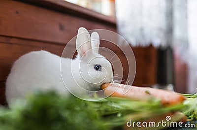 White fluffy rabbit Stock Photo