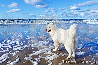 White fluffy Samoyed dog walks along the beach on the background of the stormy sea Stock Photo