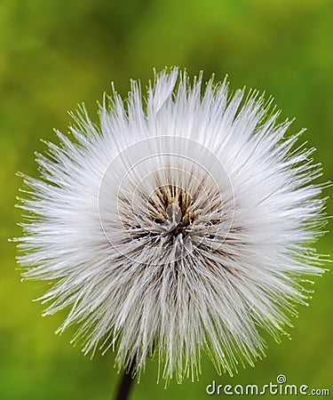 White fluffy seed head of eight thousand seeds of Annual Sow thistle Stock Photo