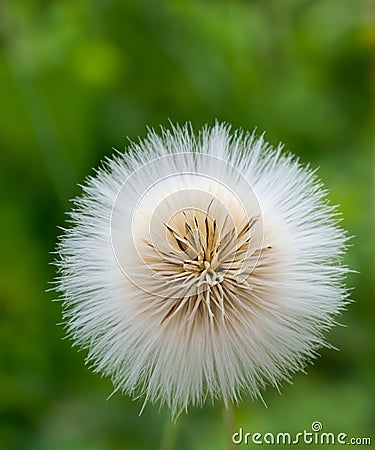 White fluffy seed head of eight thousand seeds of Annual Sow thistle Stock Photo
