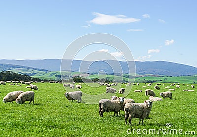 White fluffy sheep herd on green yard at hill in New Zealand for agriculture Stock Photo