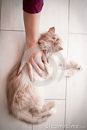 White fluffy small cat been stroked by human hand Stock Photo