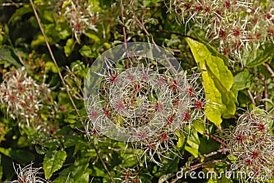 White fluffy clematis flammula seed heads Stock Photo