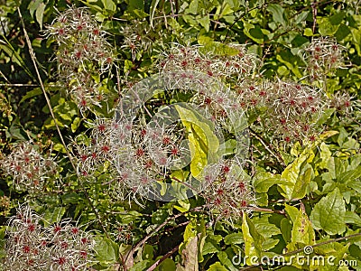 White fluffy clematis flammula seed heads Stock Photo