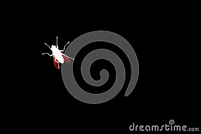 White fly with red wings silhouette on black background isolated closeup, bloodsucking diptera insect macro illustration, pest bug Cartoon Illustration