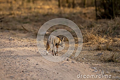 white footed fox or desert fox or vulpes vulpes pusilla back profile or view running or crossing forest track at outdoor jungle Stock Photo