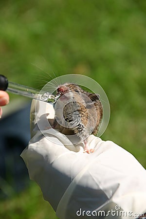 White footed mouse Stock Photo