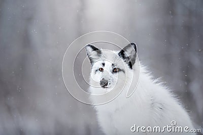 White fox fur in the snow in winter Stock Photo