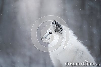 White fox fur in the snow in winter Stock Photo