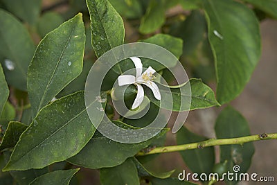 Citrus limon close up Stock Photo