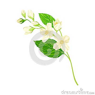 White Fragrant Jasmine Flowers on Stem with Green Leaves Closeup View Vector Illustration Vector Illustration