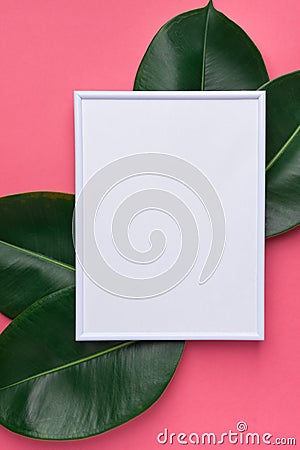 White frame mockup with beautiful big green ficus leaves on cherry pink background. Organic Cosmetics Wellness spa Stock Photo