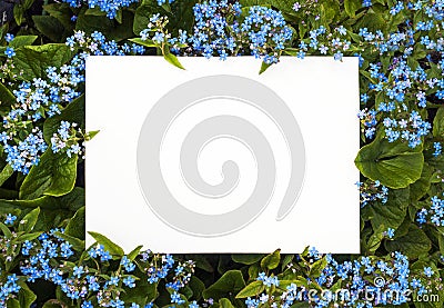 Summer frame of blue flowers Stock Photo