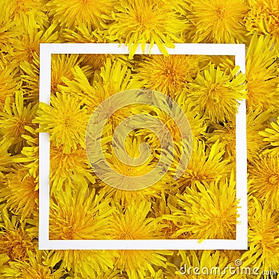 White frame on yellow flowers background. Spring, summer concept. Flat lay, top view Stock Photo