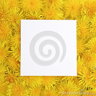 White frame on yellow flowers background. Spring, summer concept. Flat lay, top view Stock Photo