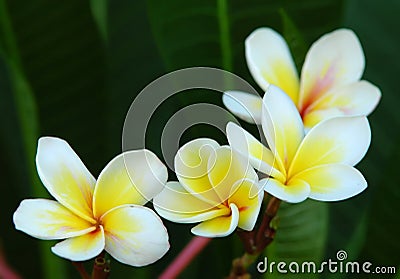 White Frangipani flower Stock Photo