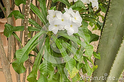 White Frangipani Flower Stock Photo