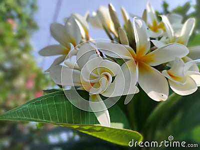 white frangipani flowers bloom like five stars Stock Photo