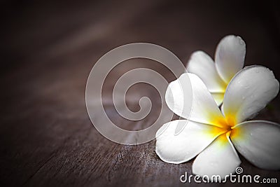 White frangipani flowers on wooden background with shallow depth of field Stock Photo