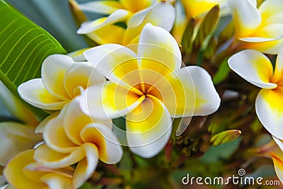 White frangipani tropical flower, plumeria flower blooming on the tree Stock Photo