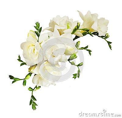 White freesia flowers in a beautiful composition Stock Photo