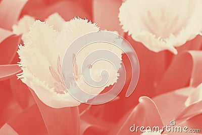 White fringed tulips Honeymoon blooming. Selective focus. Closeup. Coral duotone Stock Photo