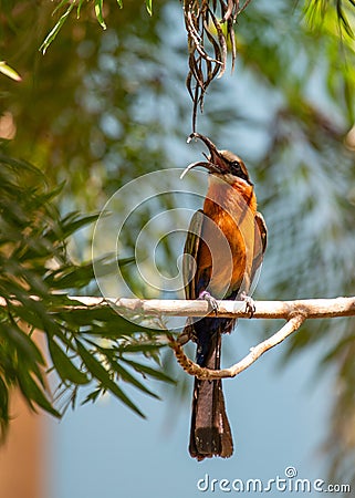 White-fronted Bee-eater (Merops bullockoides) - Graceful Insect Hunter Stock Photo