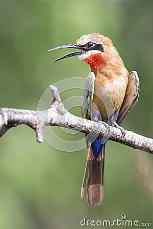 White fronted bee eater sitting on branch to hunt for insects Stock Photo