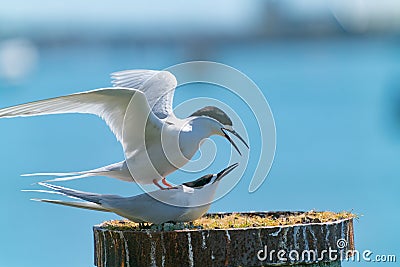 White-fronted tern nesting on old wharf piles Stock Photo
