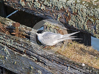 White fronted tern resting on old wharf piles Stock Photo