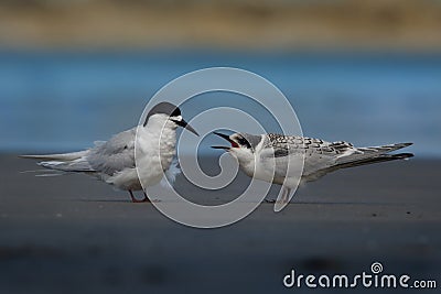 White-fronted Tern - Sterna striata - tara living in New Zealand, flying, hunting, mating Stock Photo