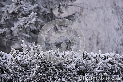 White frost. Spruce in snow. Green branches. Winter landscape Stock Photo